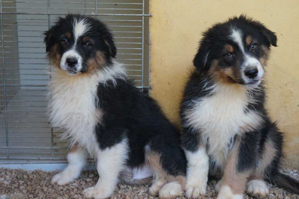 24 Raças de Cachorros Grandes para Escolher a Ideal - Amor aos Pets