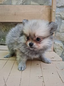 lulu da pomerania