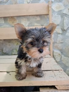 yorkie