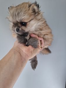 Lulu da Pomerânia