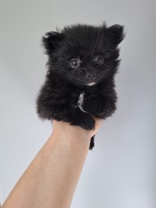 Lulu da Pomerânia
